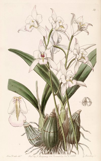 Laelia albida - Miss Drake